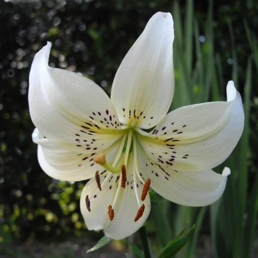 Pure White Lily Flower - for planting in home garden